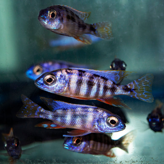 Cichlid - Taiwan Reef Import 2in.