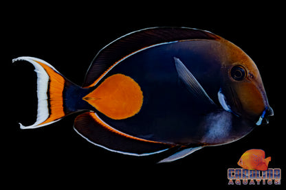 Tang - Achilles Show