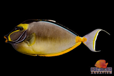 Tang - Naso XL Streamer