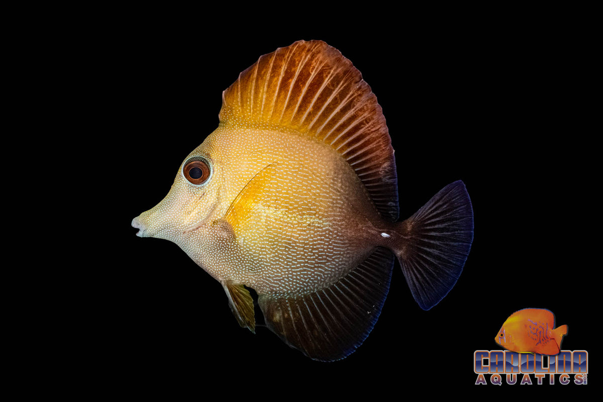 Tang - Scopas Md/Lg