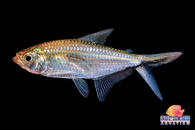 Tetra - Black Stripe Costae M/L