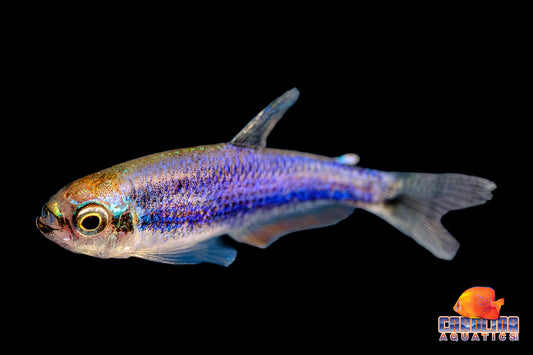 Tetra - Emperor Super Blue (Kerri) Sml