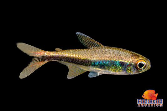 Tetra - Peruvian Black Line