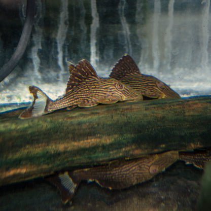 Pleco - Royal Thunder Line L-027 2.5-3in.