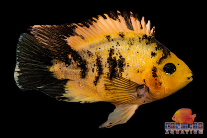 Cichlid - Parrot Yellow Tiger 5.5in