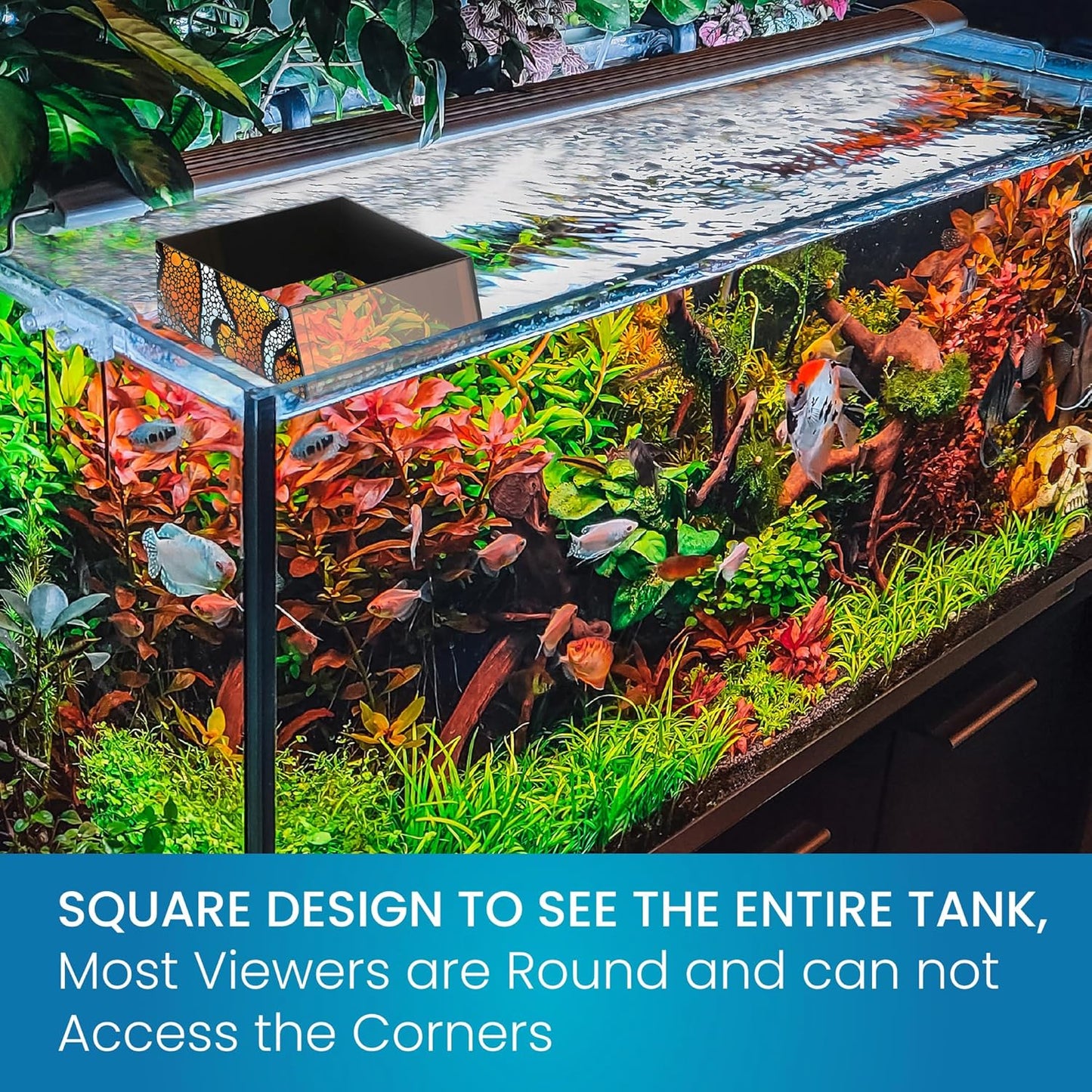 Flipper Top Down Viewer
