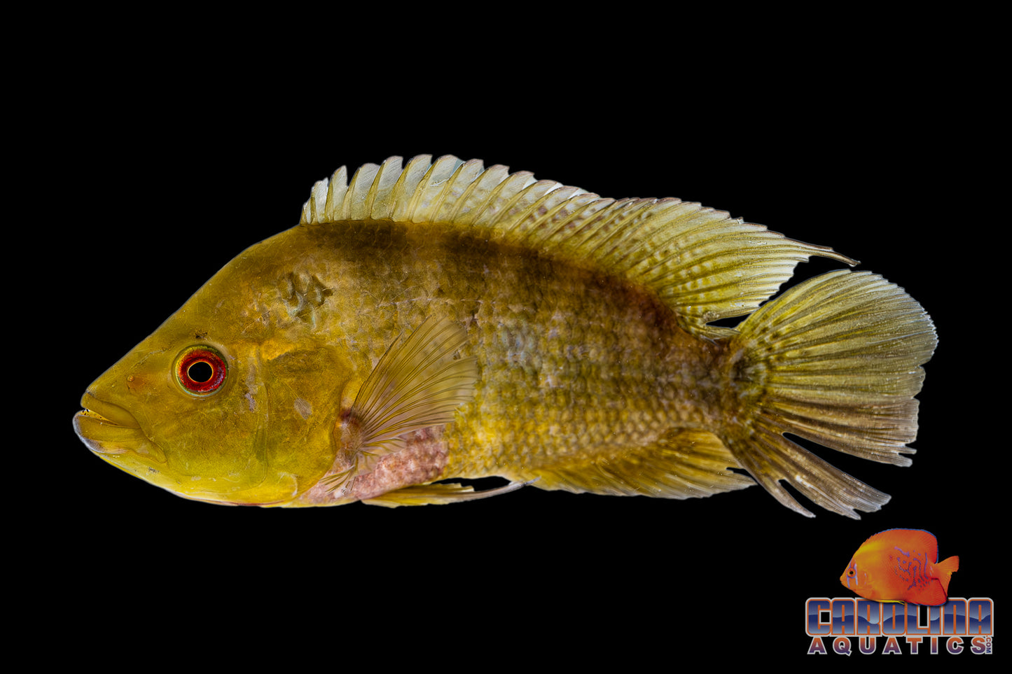 Cichlid - Trimac Rio Naranja 3in