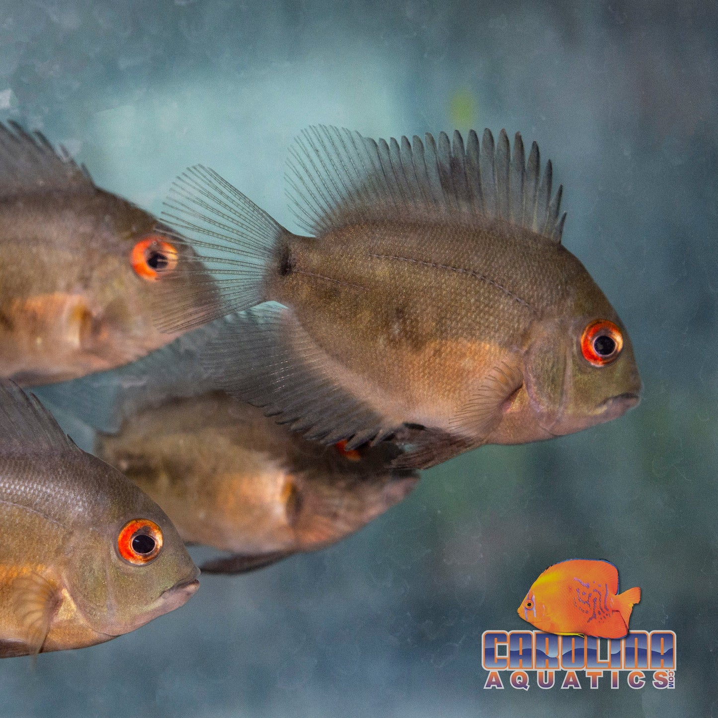 Cichlid - Uaru Red Eye Rio Negro 2.5-3in