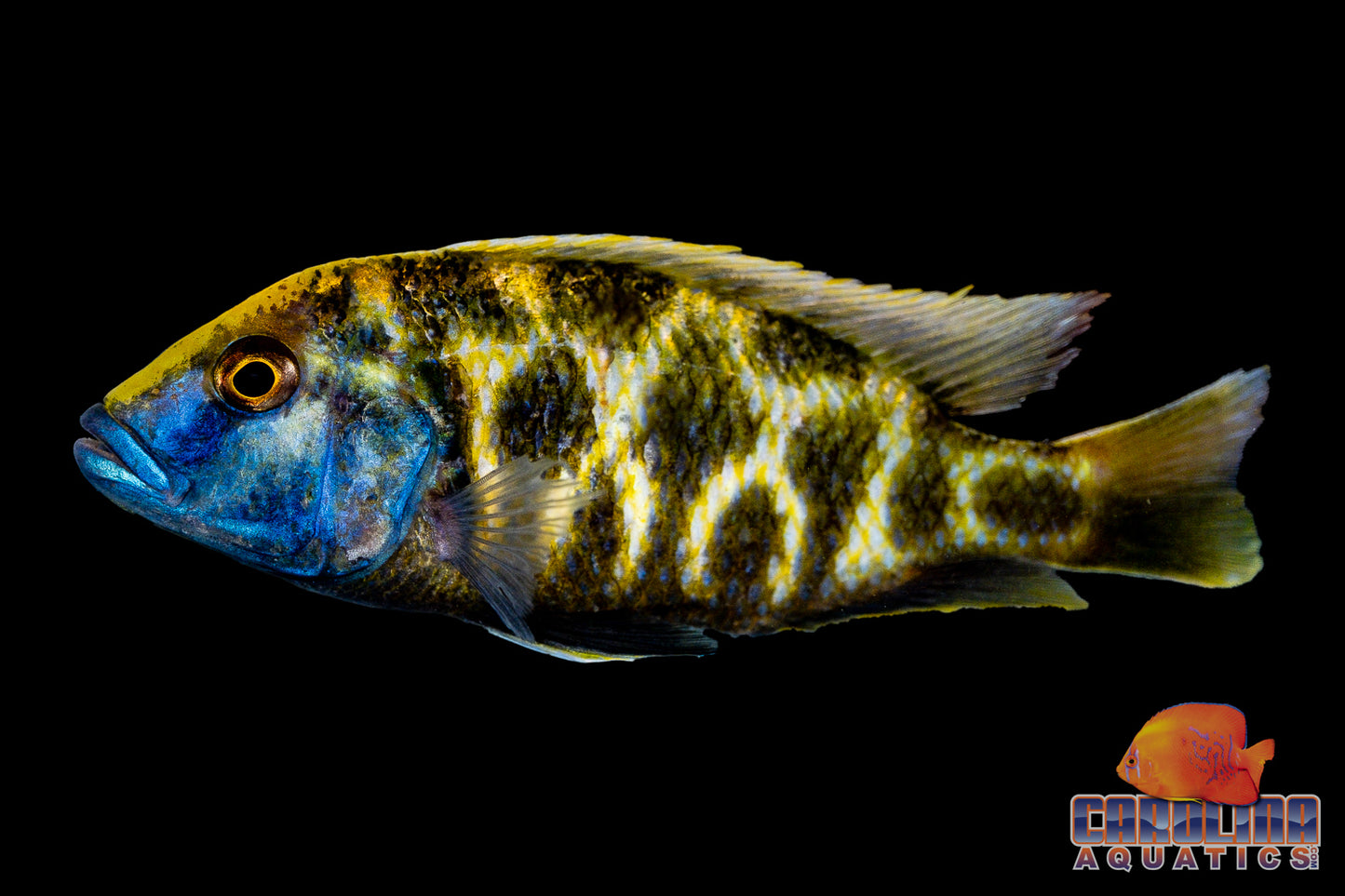 African - Venustus