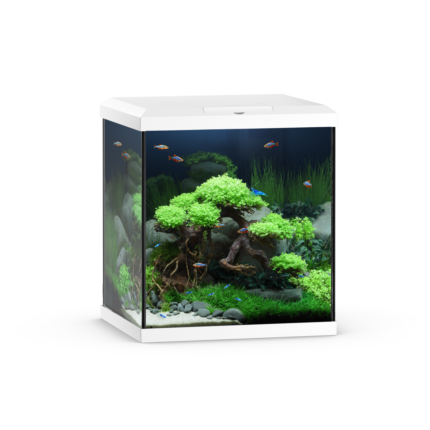 Juwel Vio Cube 54