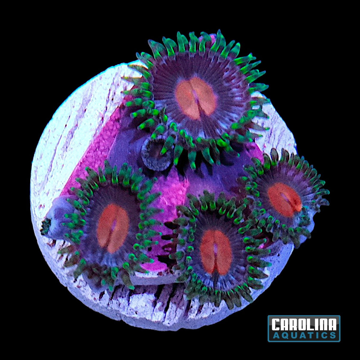 Frag - Zoanthid Wildflower