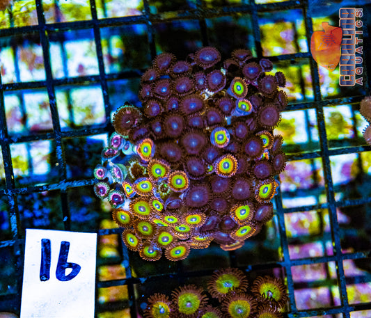 WYSIWYG 16 Zoa Rock