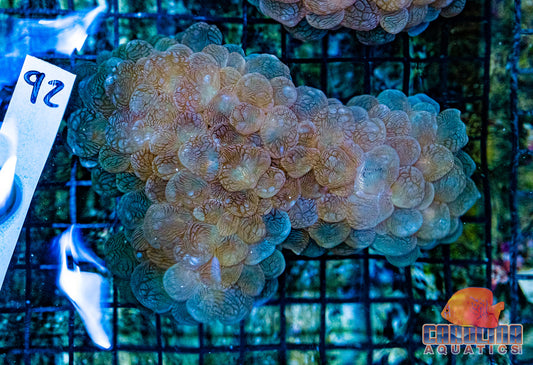 WYSIWYG 92 Bubble Coral