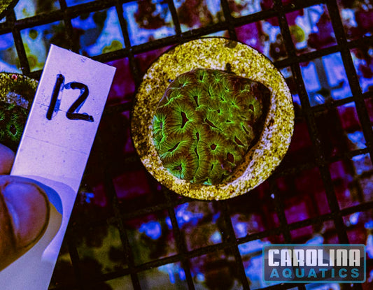 WYSIWYG 12 Platygyra Frag