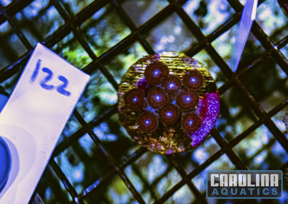 WYSIWYG 122 Zoa