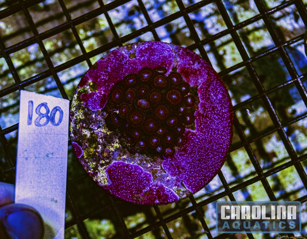 WYSIWYG 180 Zoa