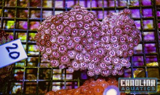 WYSIWYG 20 Zoa