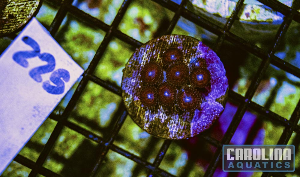 WYSIWYG 225 Zoa