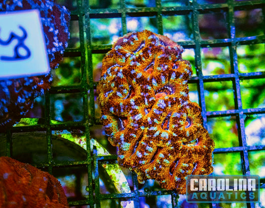 WYSIWYG 39 Acan