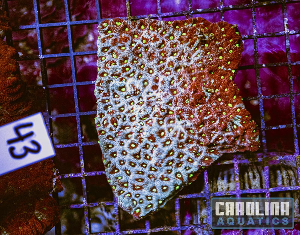 WYSIWYG 43 War Coral