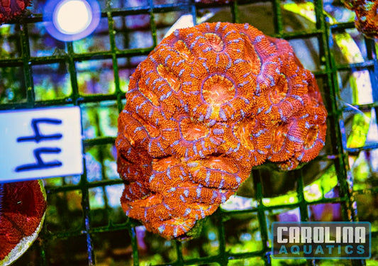 WYSIWYG 44 Acan