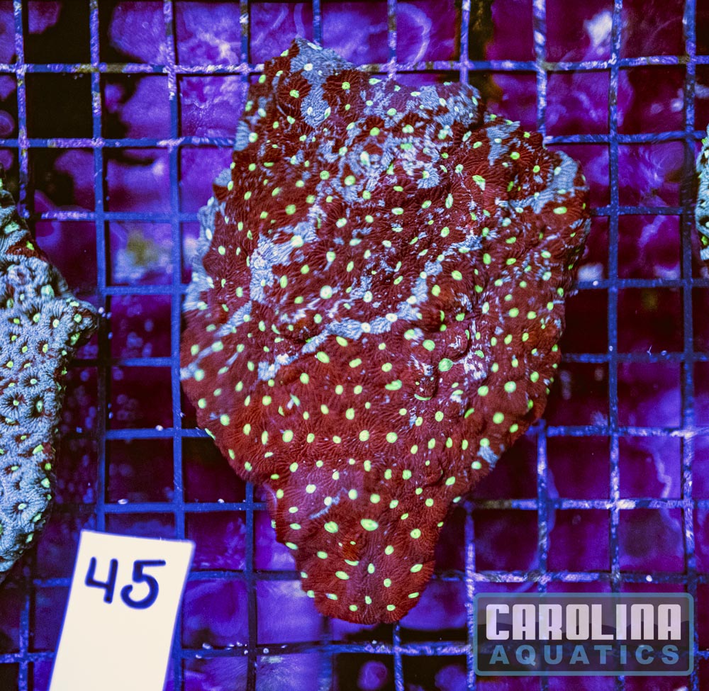 WYSIWYG 45 War Coral