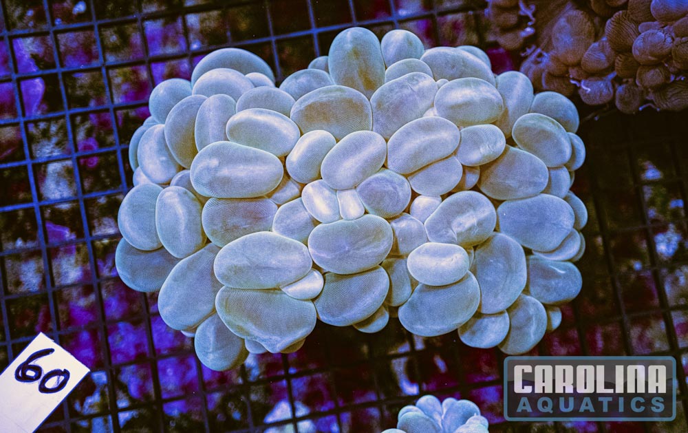 WYSIWYG 60 Bubble Coral