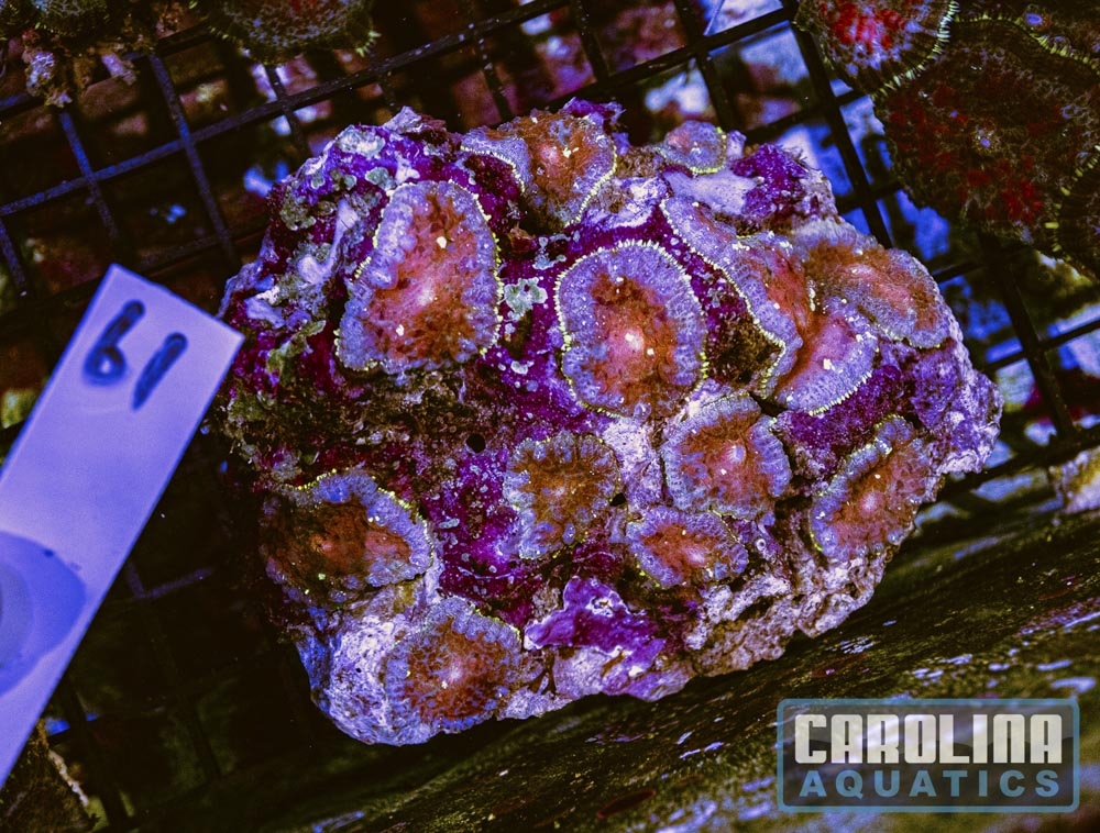 WYSIWYG 61 Mushroom