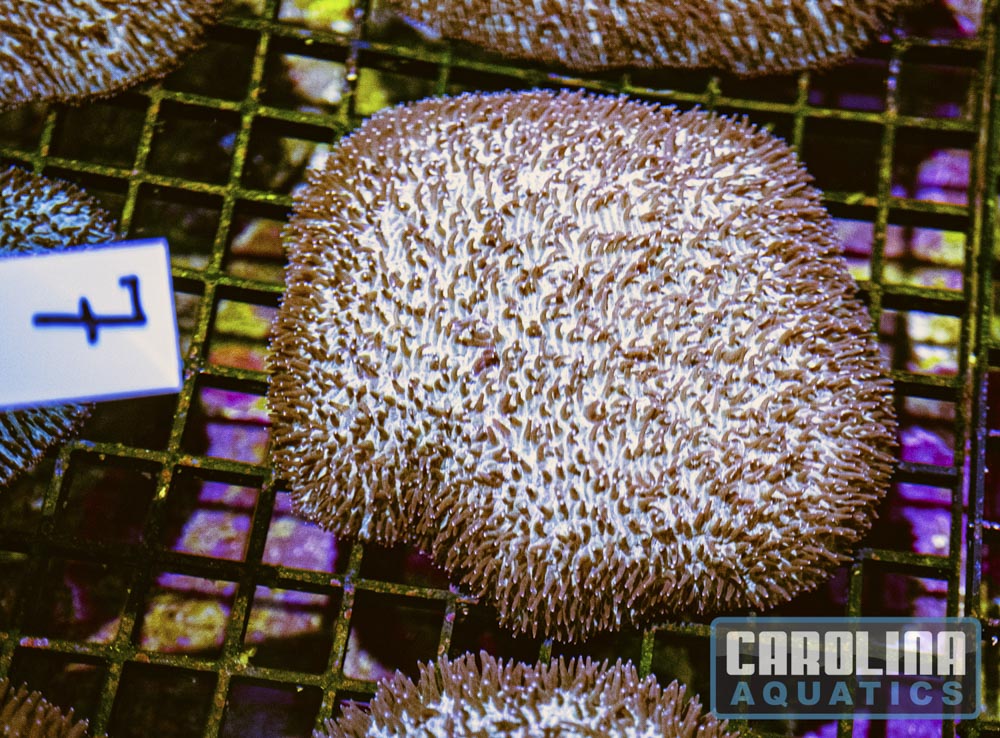 WYSIWYG 7 Tongue Coral