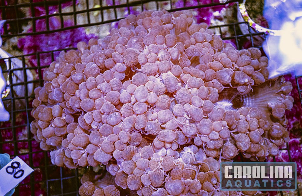WYSIWYG 80 Bubble Coral