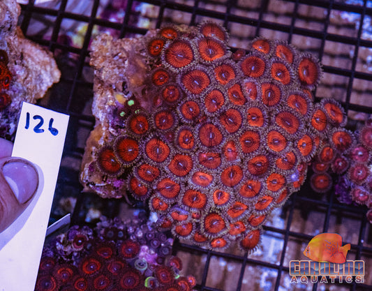 WYSIWYG 126 Zoa
