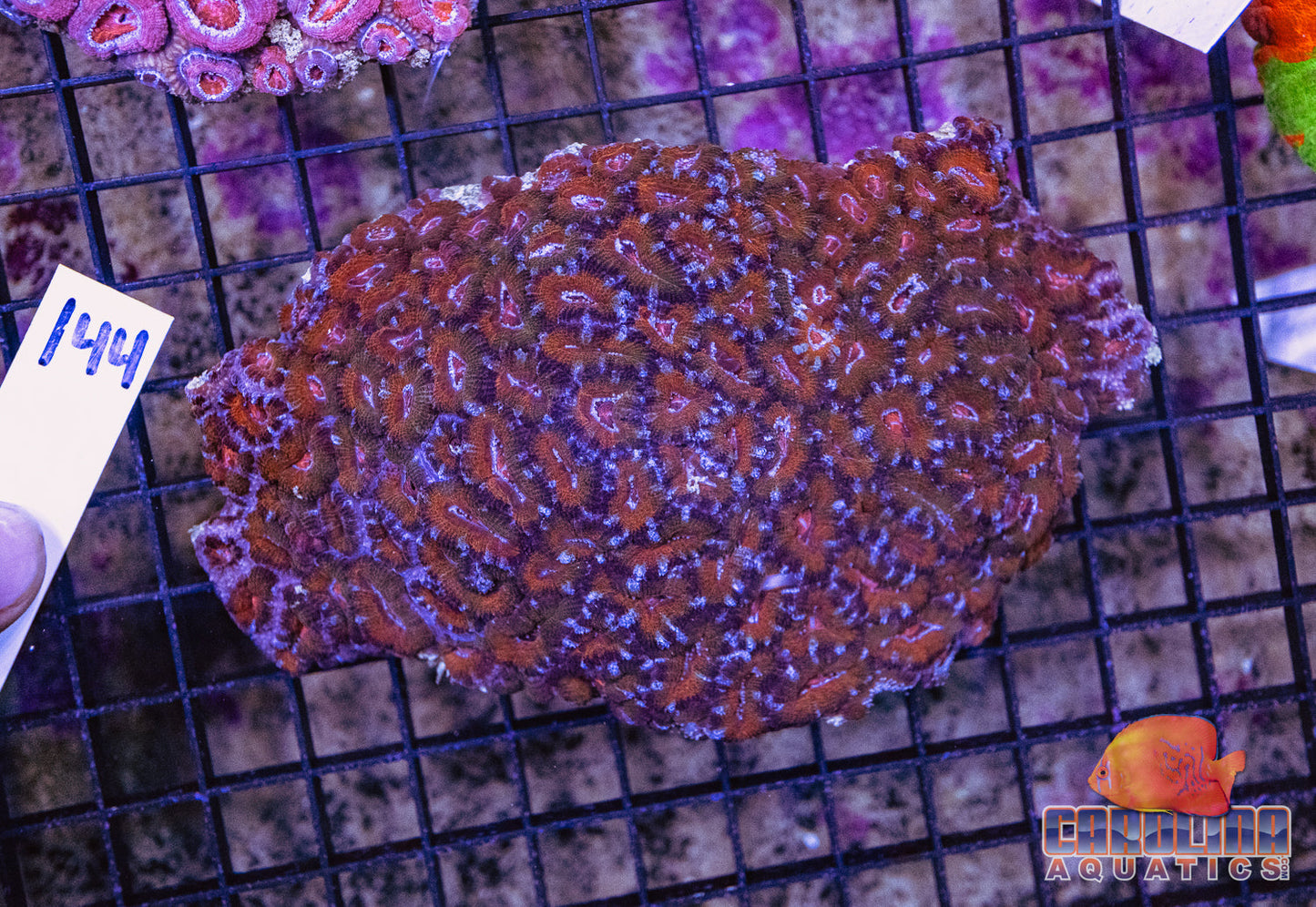 WYSIWYG 144 Acan