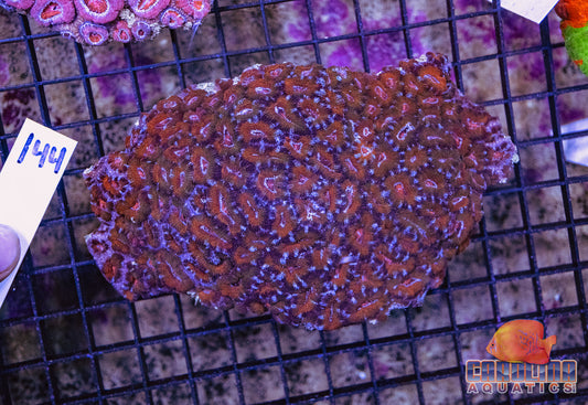 WYSIWYG 144 Acan