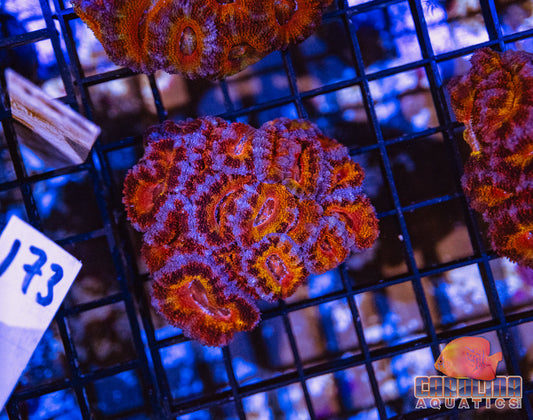 WYSIWYG 173 Acan