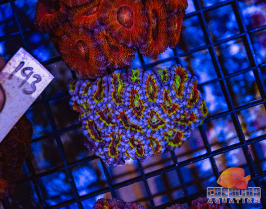 WYSIWYG 193 Acan