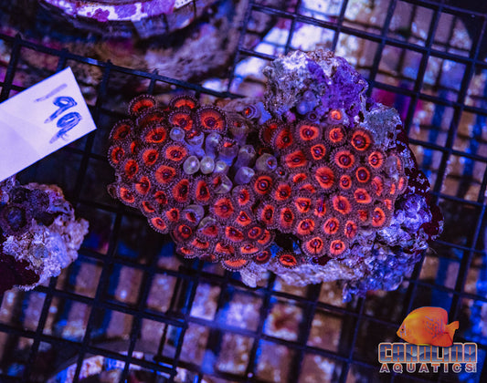 WYSIWYG 199 Zoa