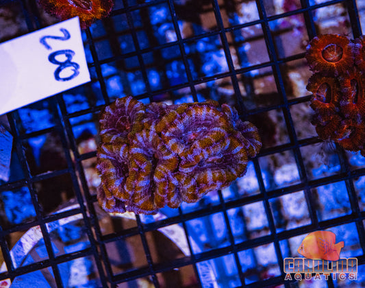 WYSIWYG 200 Acan