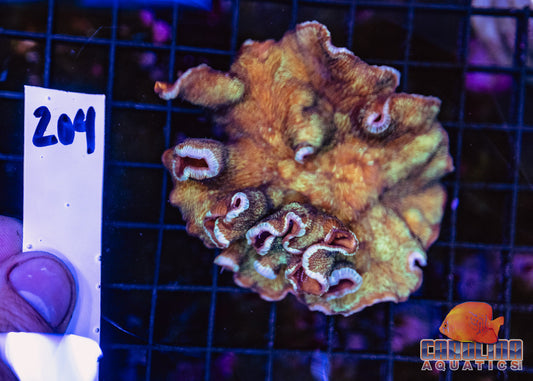 WYSIWYG 204 Coral