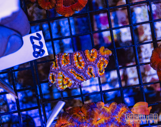 WYSIWYG 228 Acan
