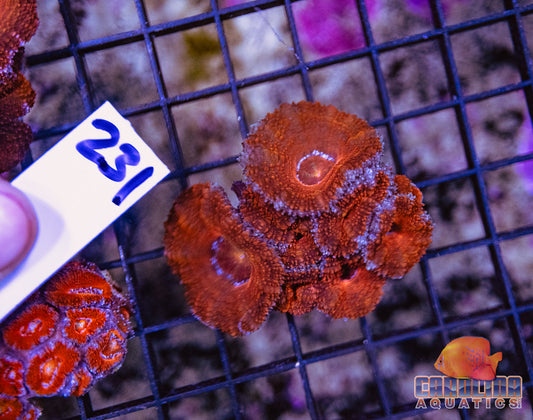 WYSIWYG 231 Acan