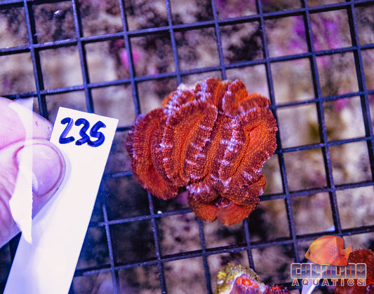 WYSIWYG 235 Acan