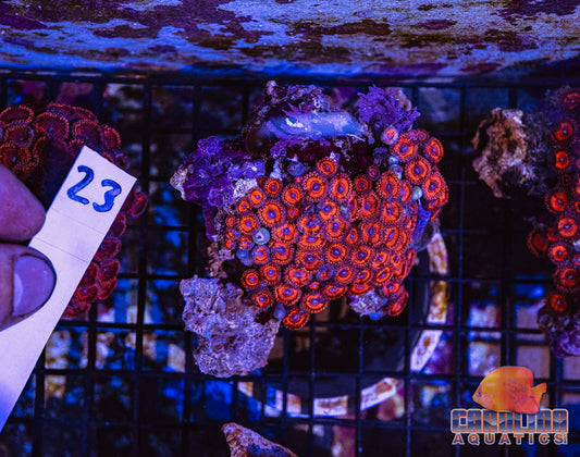 WYSIWYG 23 Zoa