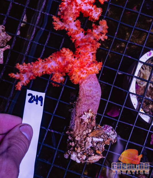 WYSIWYG 249 Carnation Coral