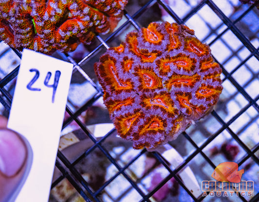 WYSIWYG 24 Acan
