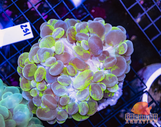 WYSIWYG 251 Bubble Coral