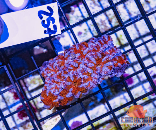 WYSIWYG 257 Acan