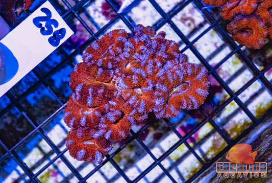 WYSIWYG 258 Acan
