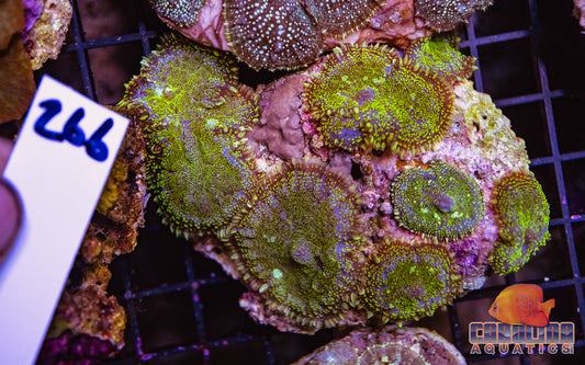 WYSIWYG 266 Mushroom