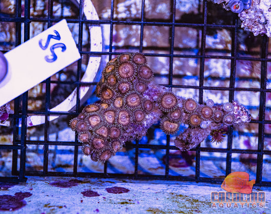 WYSIWYG 35 Zoa