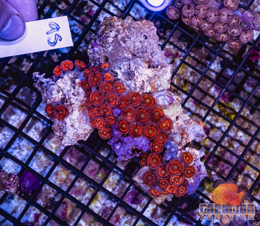 WYSIWYG 95 Zoa